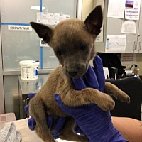 adopt a pet
