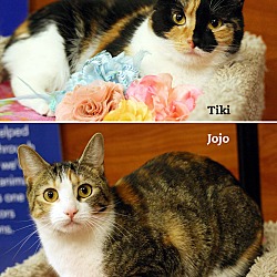 Thumbnail photo of Tiki & Jojo #3