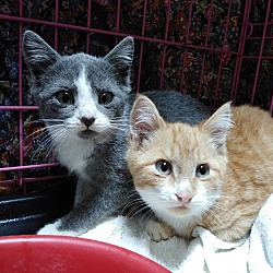 Siamese Kittens For Sale In Ocala Florida Adoptapet Com