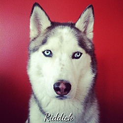 Photo of Riddick