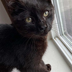Thumbnail photo of Wiley (Loving Black Kitten) - $80 #1