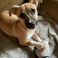 adopt a pet