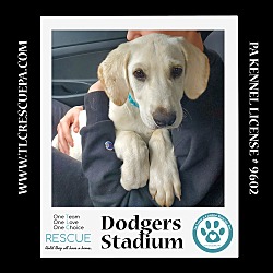 Photo of Dodgers Stadium (Ball Park Pups) 050424