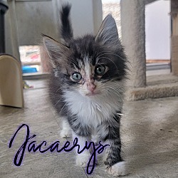Photo of Jacaerys (Jace)