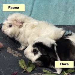 Thumbnail photo of Fauna #3