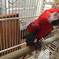 rescue birds to adopt in nj rescue birds to adopt in nj