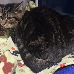 Cozy Cat Cottage Adoption Center In Powell Ohio