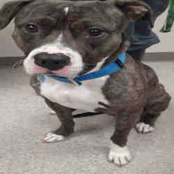 Puppies For Sale In Saginaw Michigan Adoptapet Com