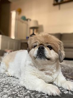 Petsmart top dog constipation