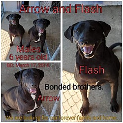 Photo of Flash
