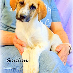 Thumbnail photo of Gordon ~ meet me! #2