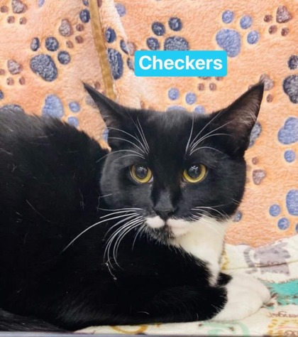 Photo of Checkers