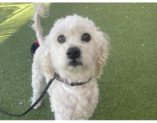 Mesa, AZ - Poodle (Miniature). Meet GOLDEN a Pet for Adoption ...