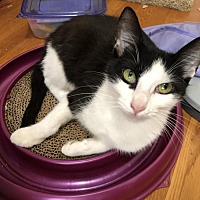 adopt a pet