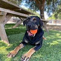 adopt-pet