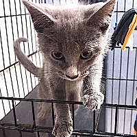 adopt a pet