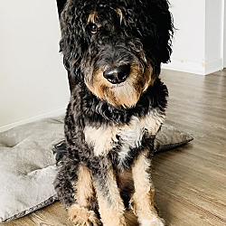 Photo of Oreo
