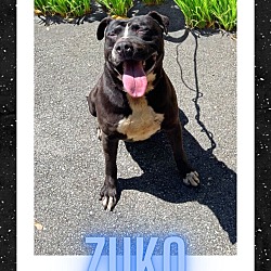 Thumbnail photo of Zuko #2