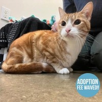 adopt a pet