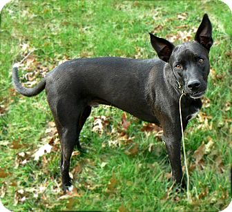 pharaoh hound black for sale
