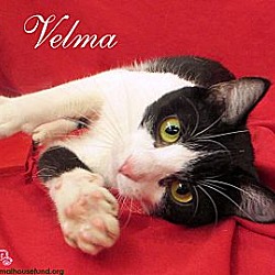 Thumbnail photo of Velma #3