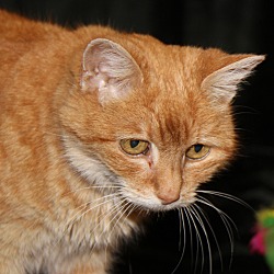 Thumbnail photo of Goldie (Spayed) - Updated #1