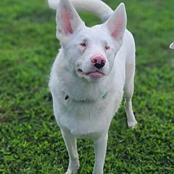 Photo of Dobby