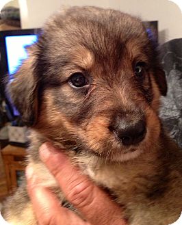 Waterbury Ct Australian Shepherd Meet Edgar A Pet For Adoption Waterbury Ct Australian Shepherd