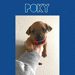 Photo of POKY