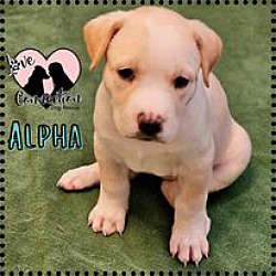 Photo of Alpha