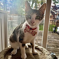 adopt a pet