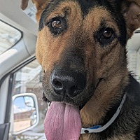 adopt a pet