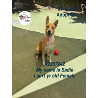 adopt a pet