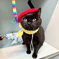adopt a pet