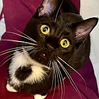 adopt-pet