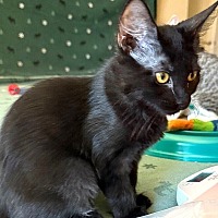 adopt-pet