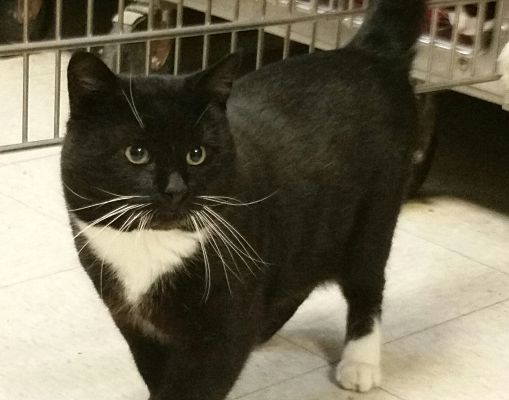 Tuxedo british shorthair clearance