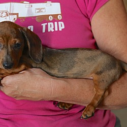 Thumbnail photo of GRETCHEN~adopted! #3