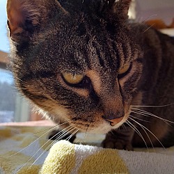 Thumbnail photo of Endor - BARN CAT #4