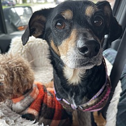 Photo of Scrappy