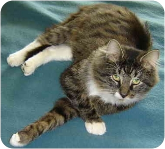 Cincinnati Oh Siberian Meet Siberian Leo A Pet For Adoption