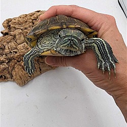 Photo of Comet
