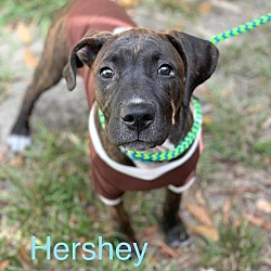Thumbnail photo of HERSHEY #3