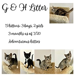 Photo of G&H Litter