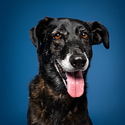 Thumbnail photo of Sonja (Foster-To-Adopt) #1