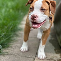 adopt a pet