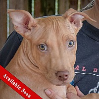 adopt a pet