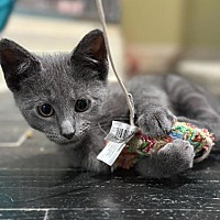 adopt a pet