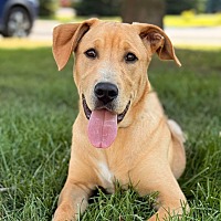 adopt a pet