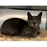 adopt-pet